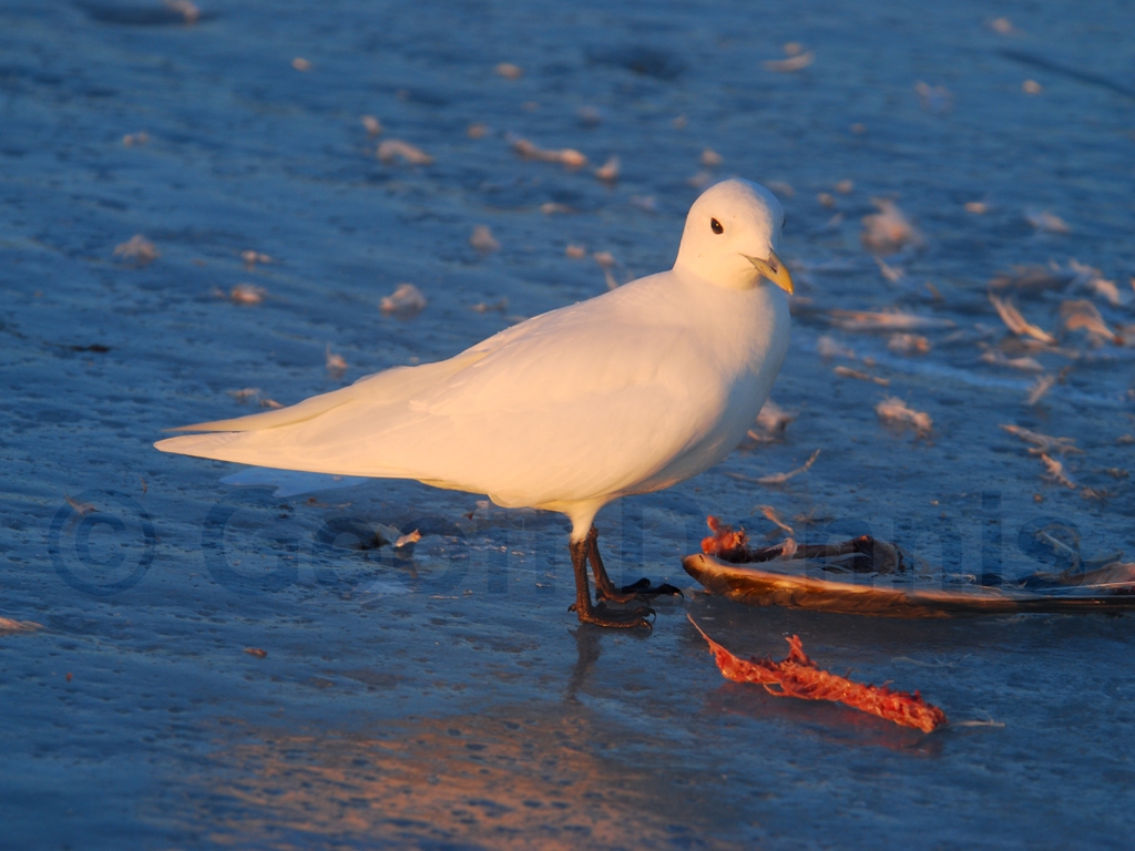 IVGU-AC_Ivory-Gull