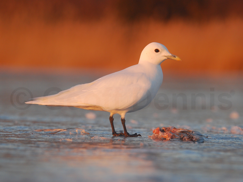 IVGU-AD_Ivory-Gull