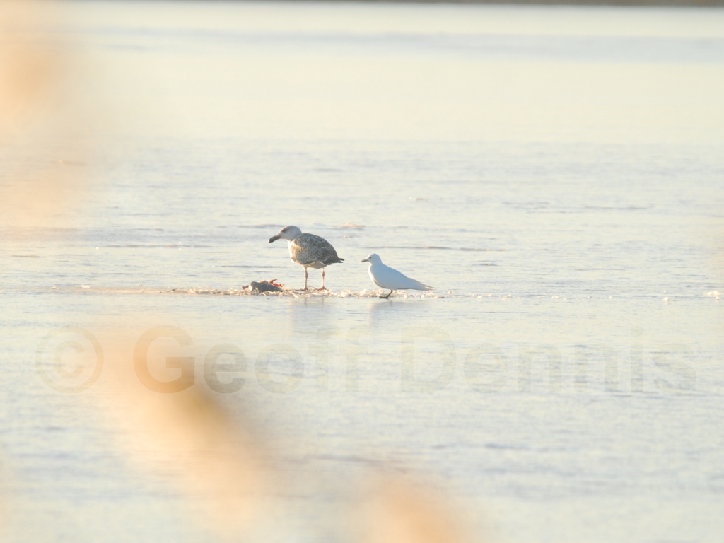 IVGU-AE_Ivory-Gull