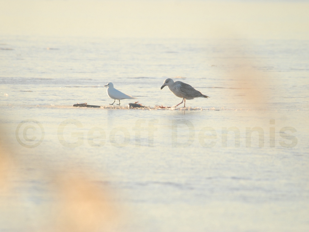 IVGU-AF_Ivory-Gull