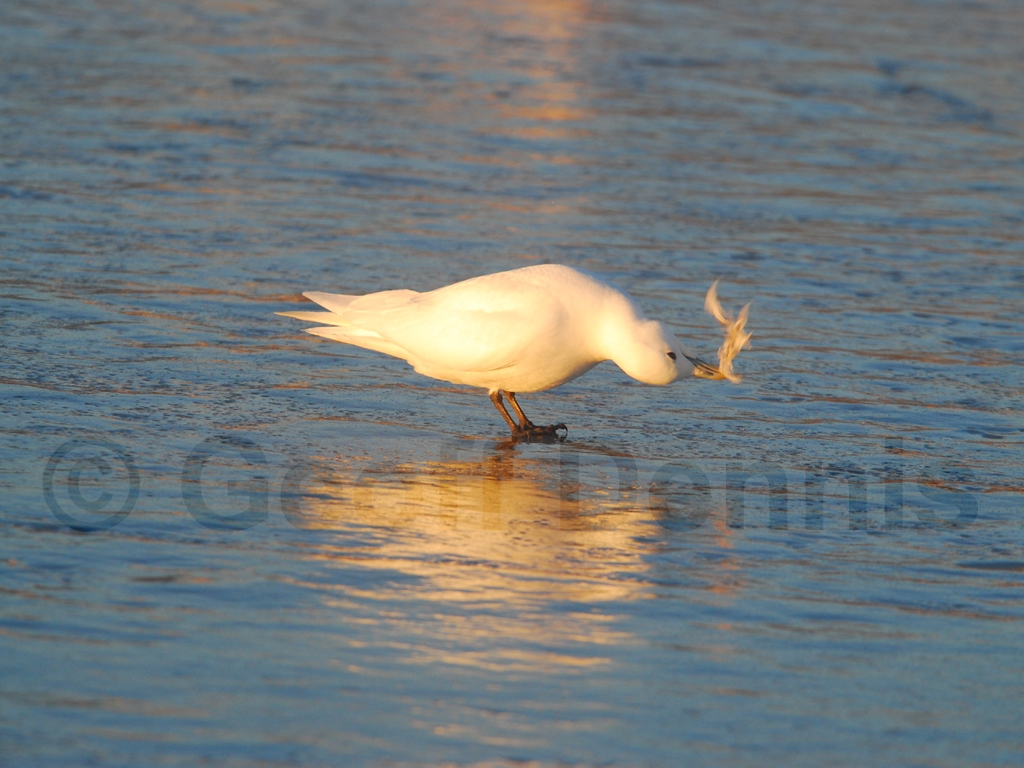 IVGU-AG_Ivory-Gull