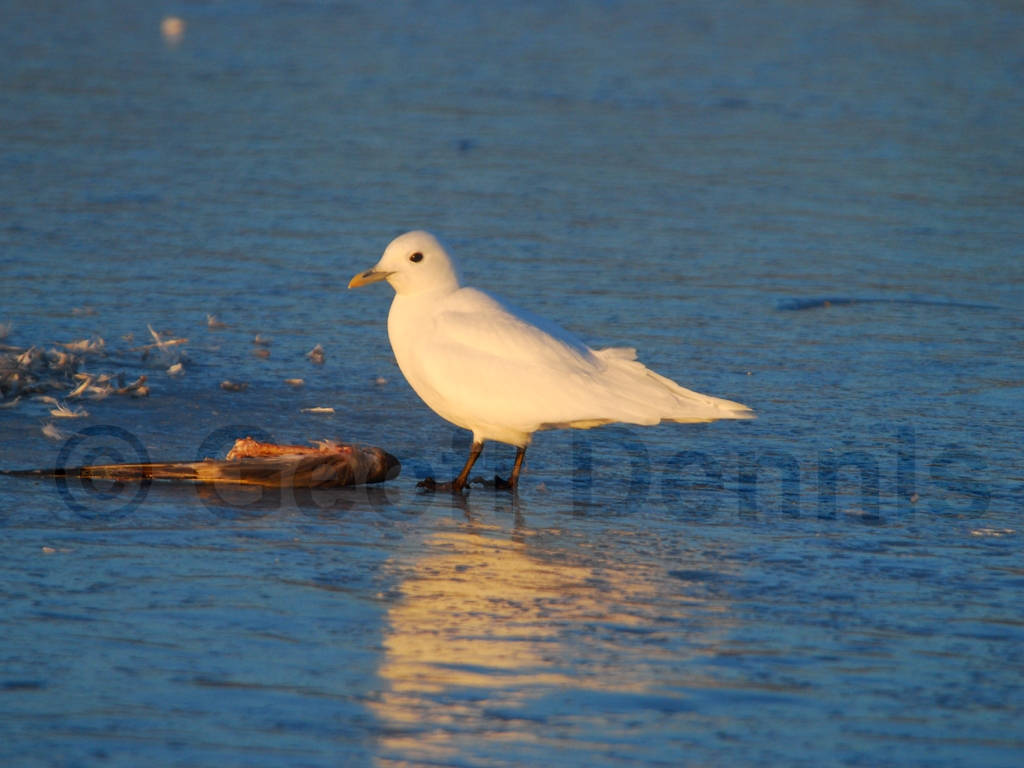 IVGU-AH_Ivory-Gull