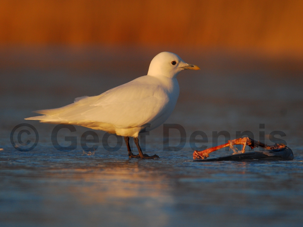 IVGU-AI_Ivory-Gull