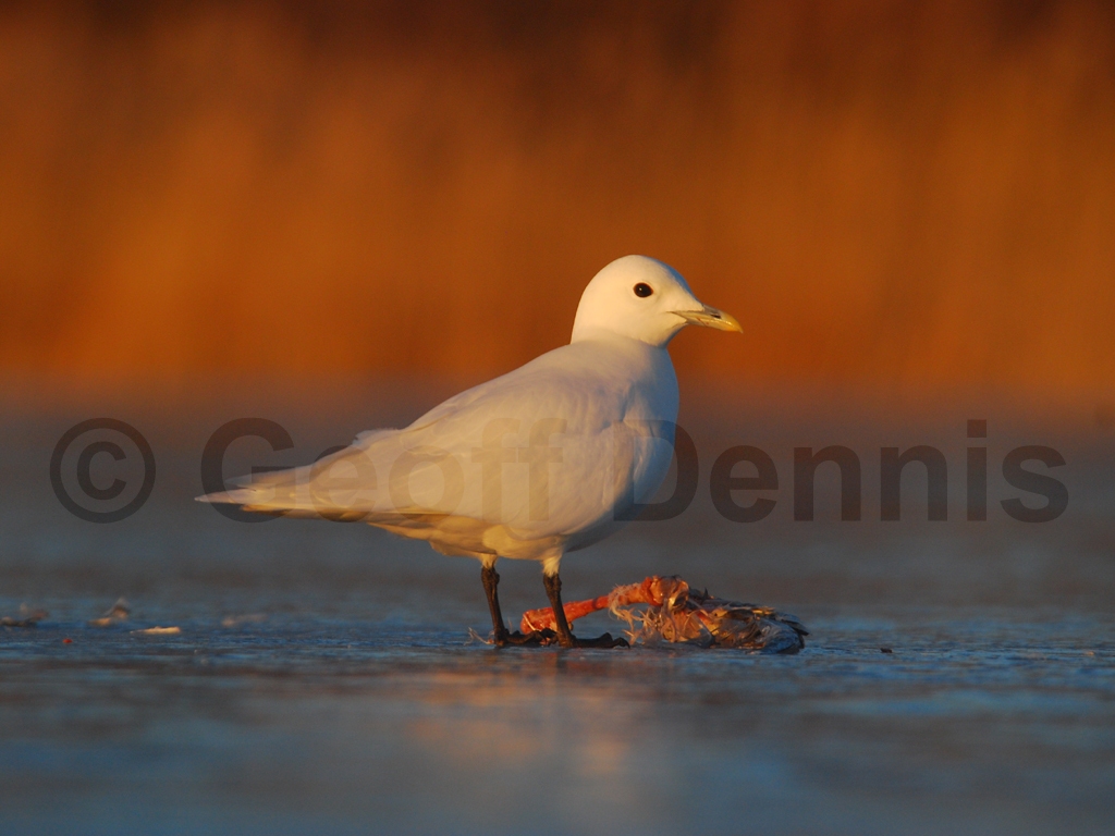IVGU-AJ_Ivory-Gull