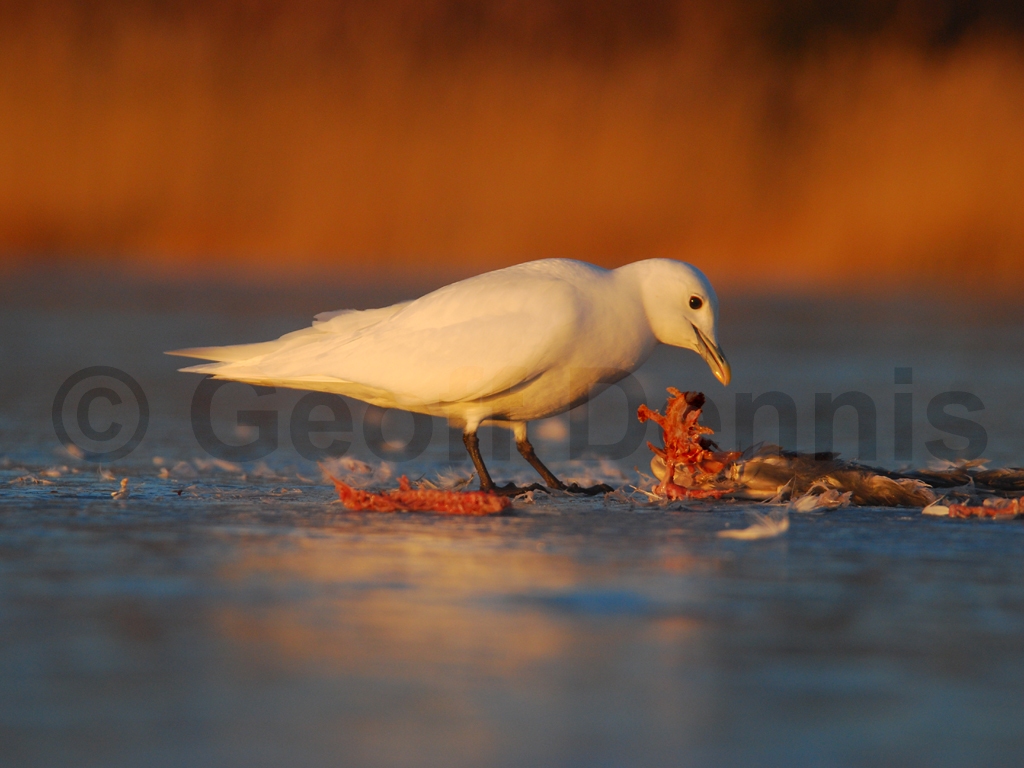IVGU-AK_Ivory-Gull