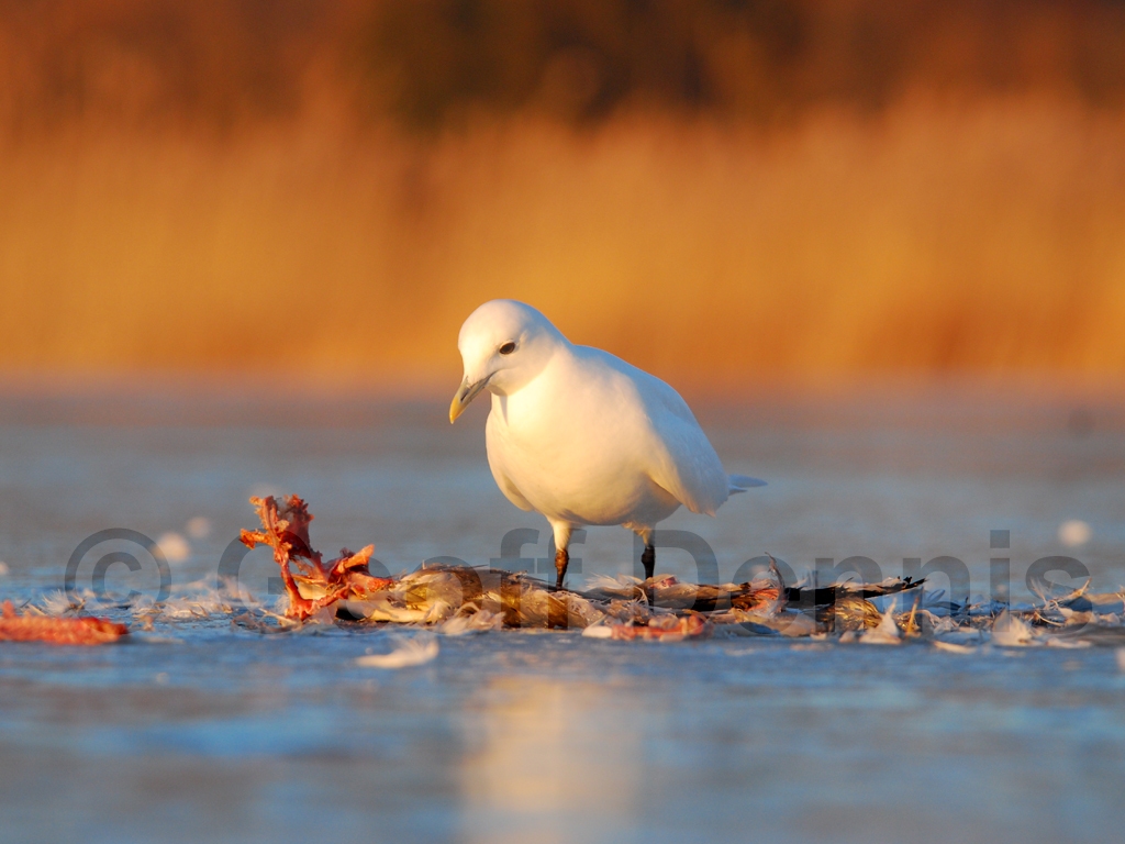 IVGU-AL_Ivory-Gull