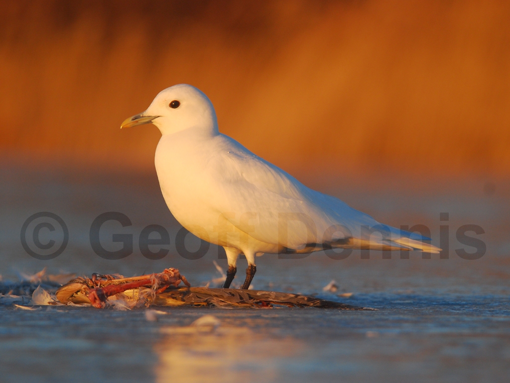 IVGU-AM_Ivory-Gull