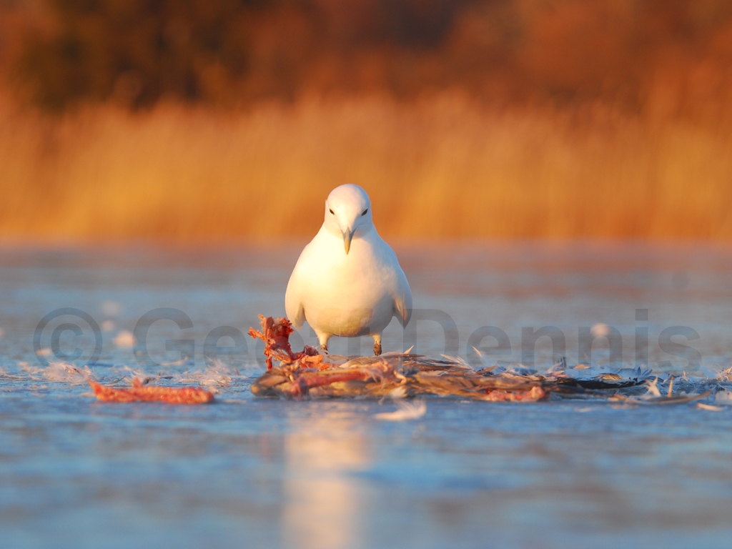 IVGU-AN_Ivory-Gull