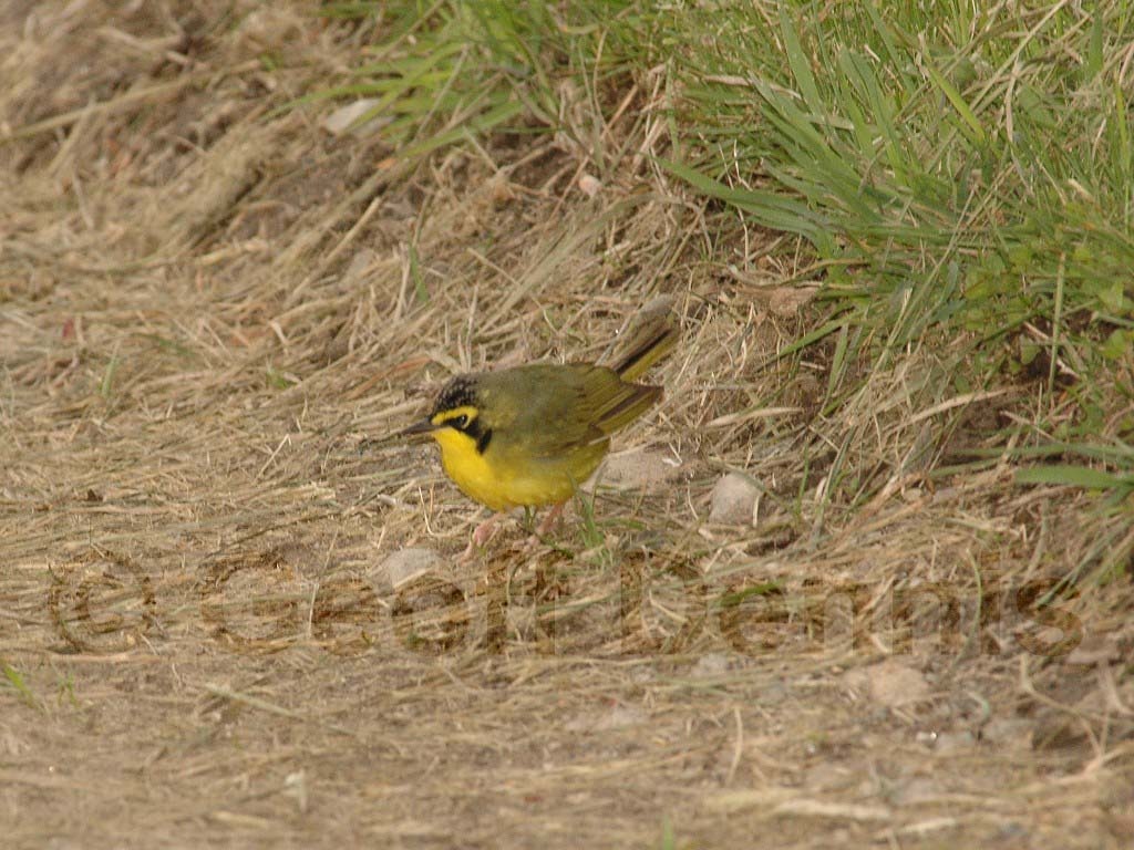 KEWA-AA_Kentucky-Warbler