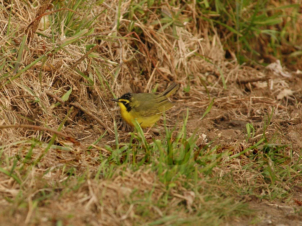 KEWA-AB_Kentucky-Warbler
