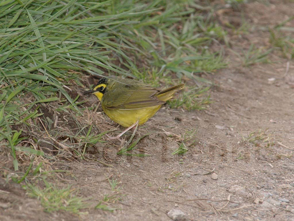 KEWA-AC_Kentucky-Warbler