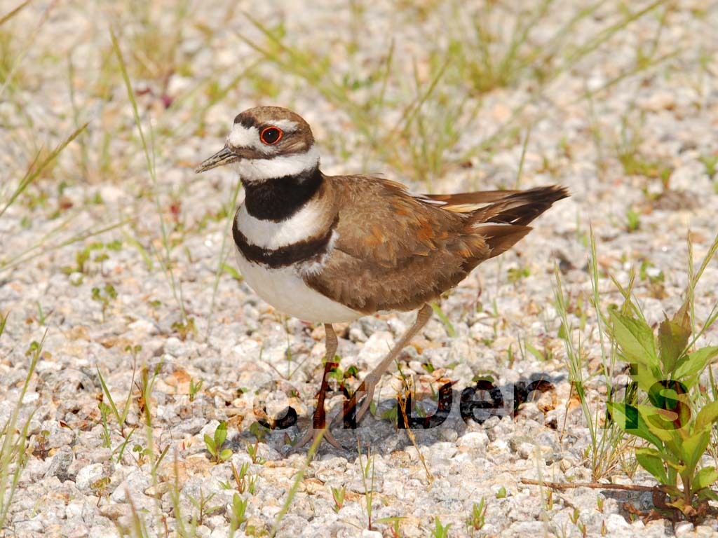 KILL-AA_Killdeer