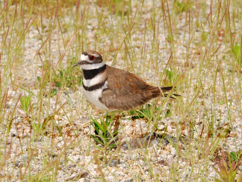 KILL-AB_Killdeer
