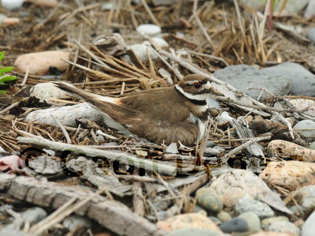 KILL-AC_Killdeer