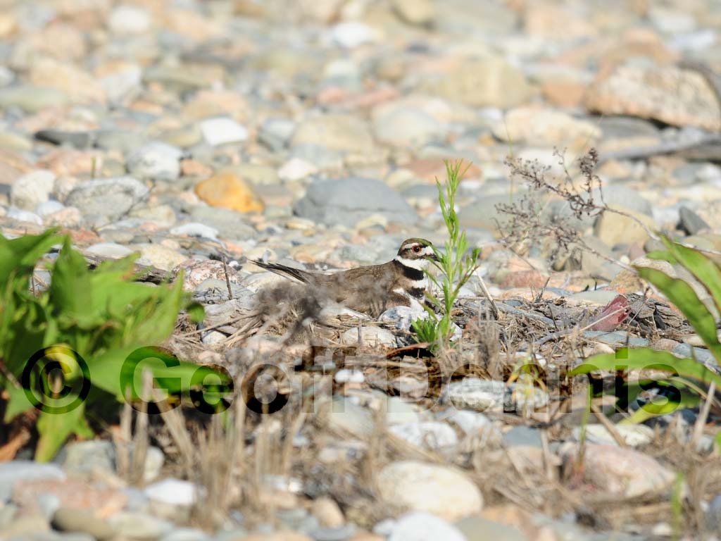 KILL-AD_Killdeer