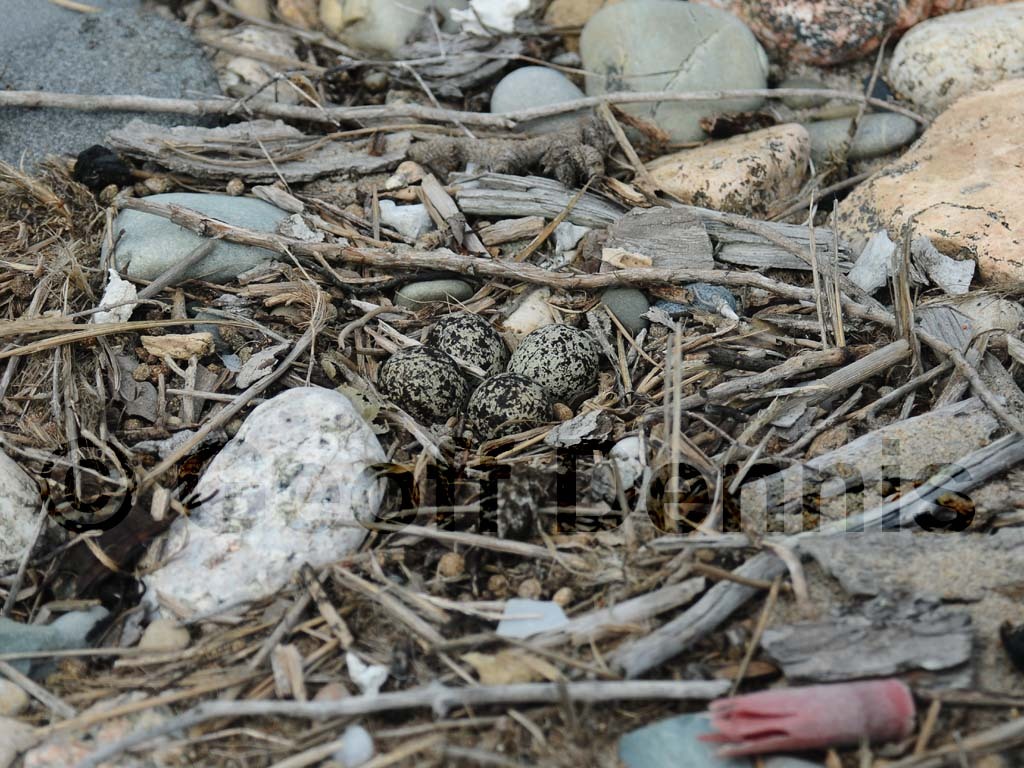 KILL-AE_Killdeer