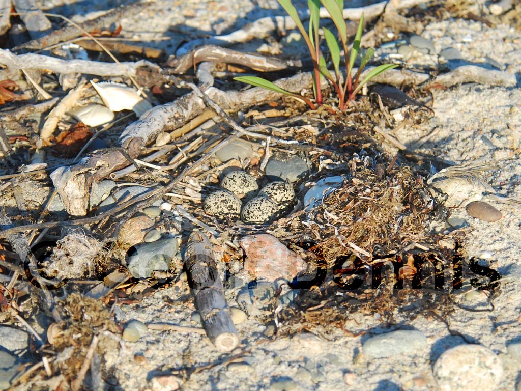KILL-AF_Killdeer