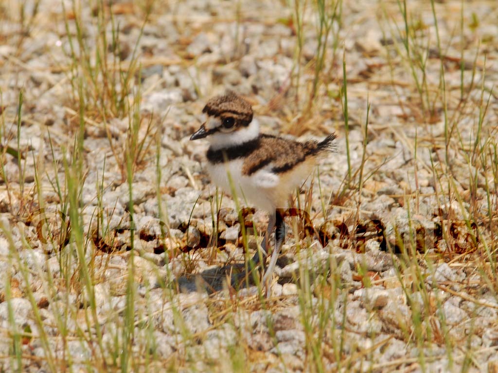 KILL-AG_Killdeer