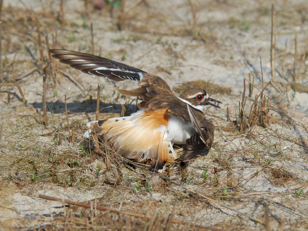 KILL-AH_Killdeer