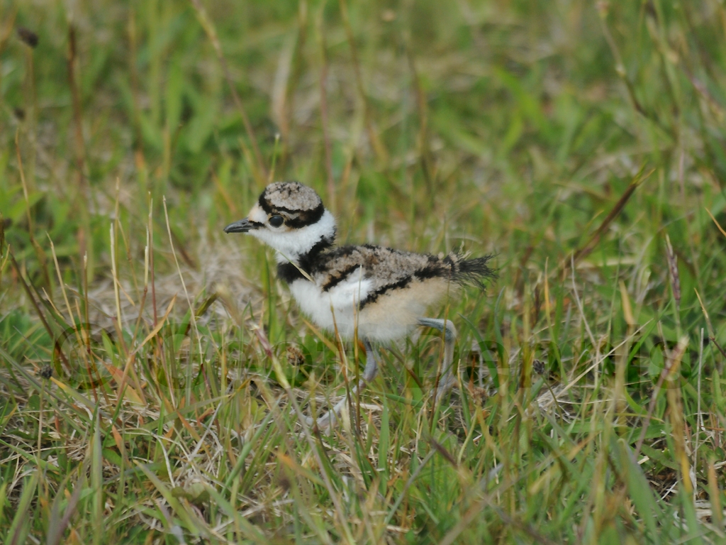 KILL-AI_Killdeer