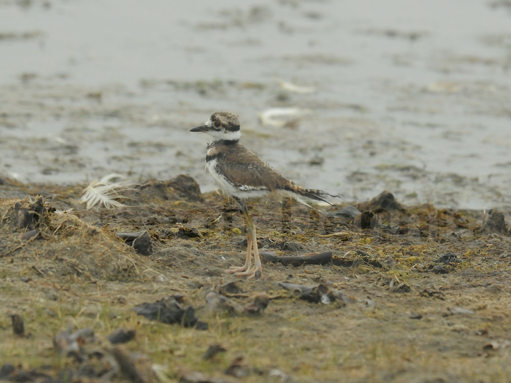 KILL-AJ_Killdeer
