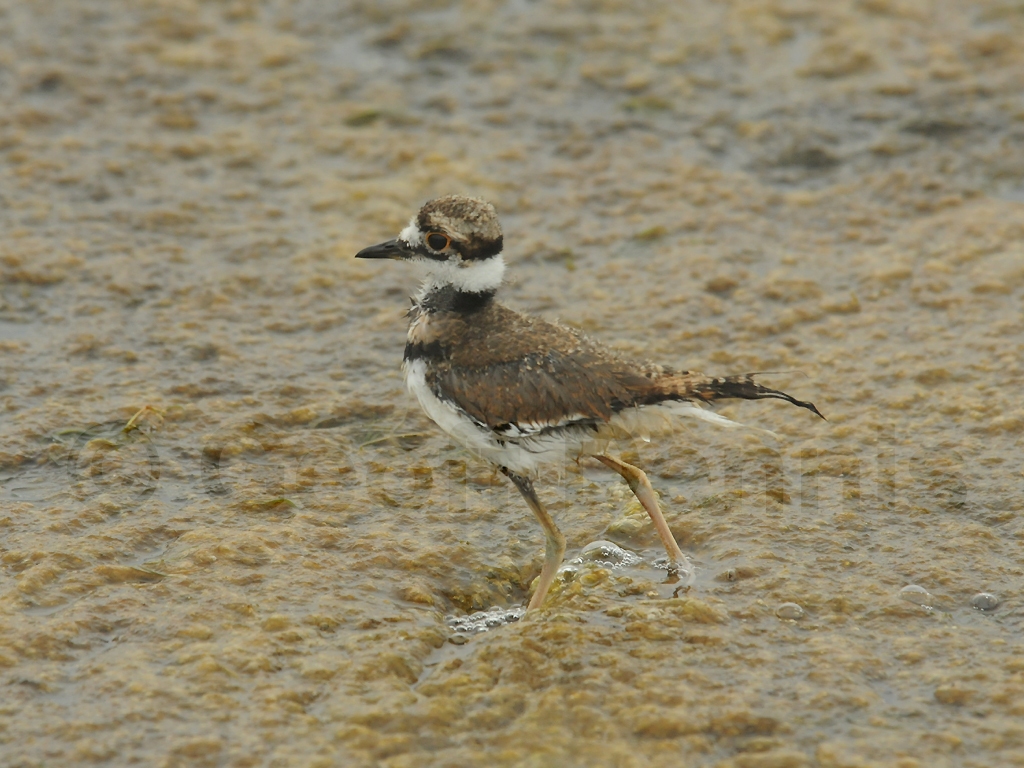 KILL-AK_Killdeer