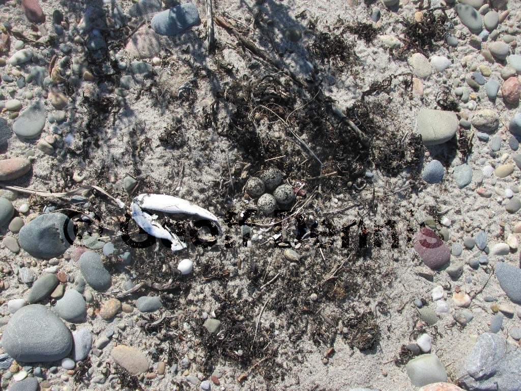 KILL-AL_Killdeer