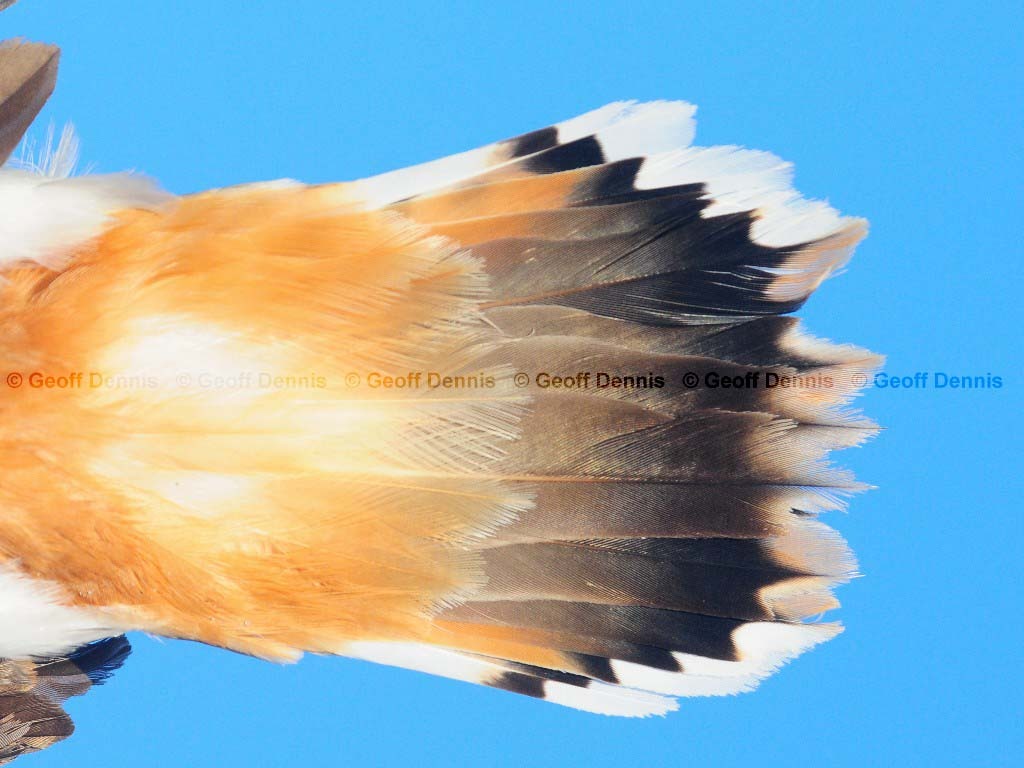 KILL-AM_Killdeer