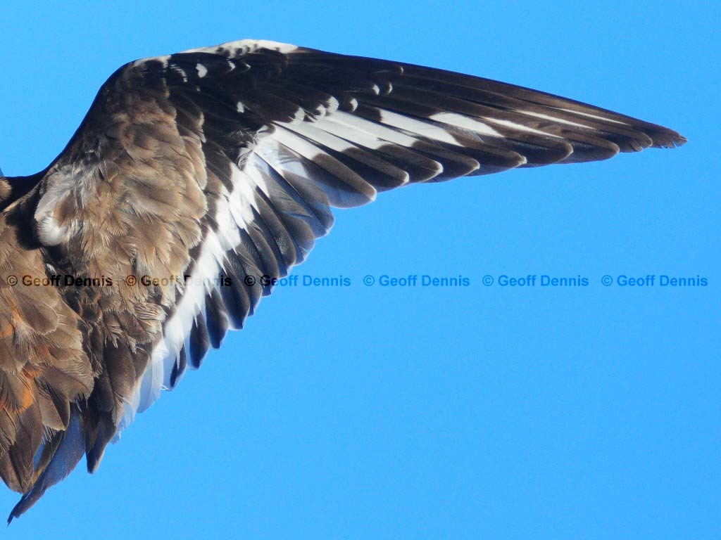 KILL-AN_Killdeer