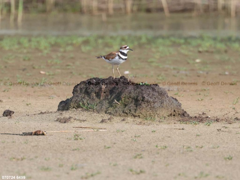 KILL-AQ_Killdeer