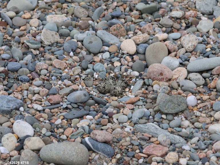 KILL-AR_Killdeer