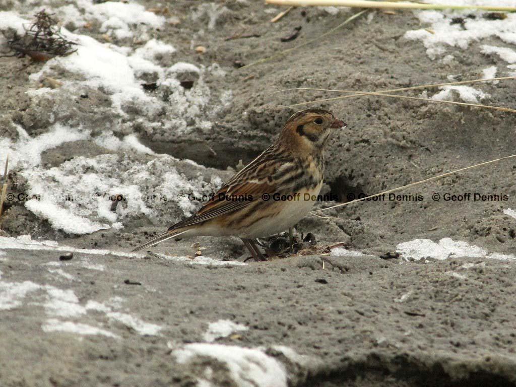 LALO-AA_Lapland-Longspur