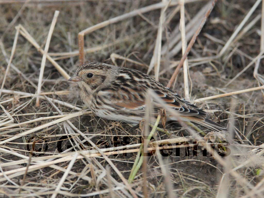 LALO-AB_Lapland-Longspur