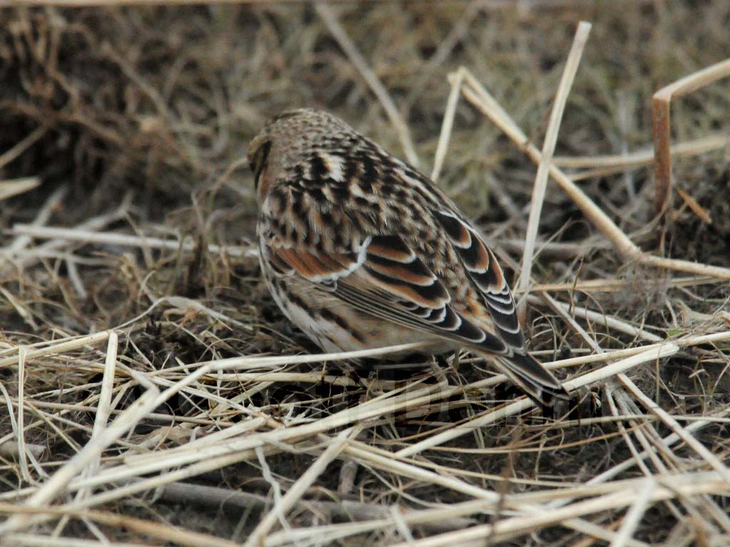 LALO-AC_Lapland-Longspur