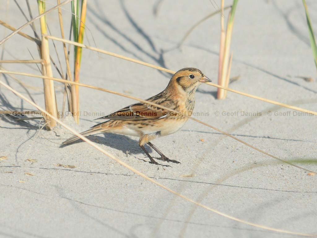 LALO-AD_Lapland-Longspur