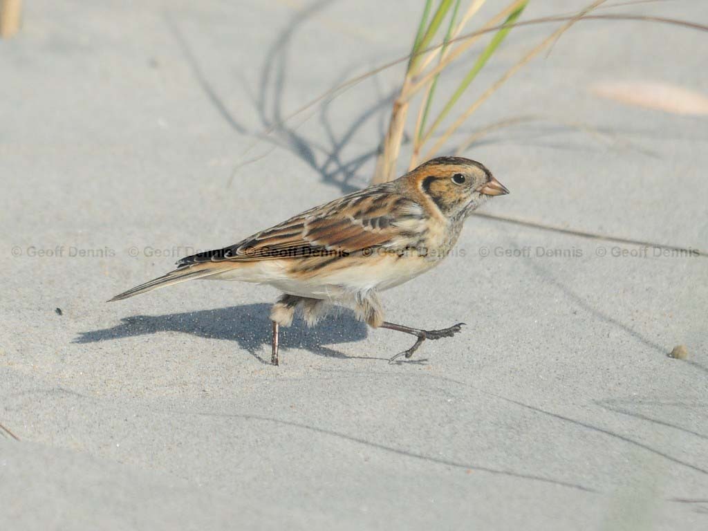 LALO-AE_Lapland-Longspur