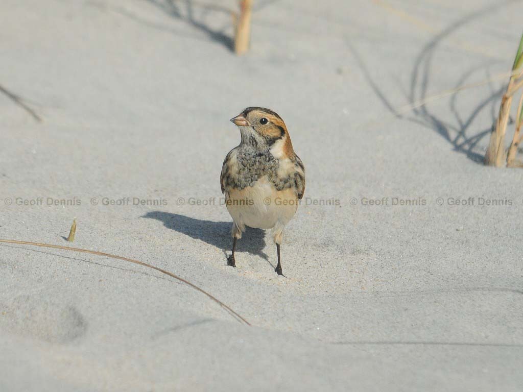 LALO-AF_Lapland-Longspur