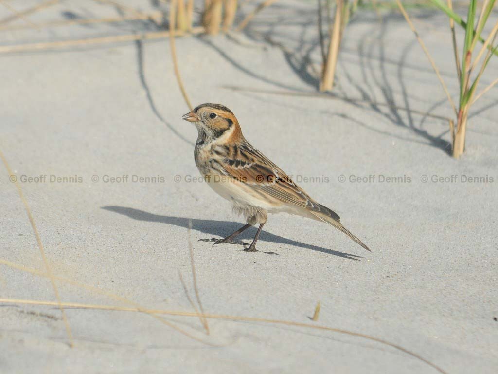 LALO-AG_Lapland-Longspur