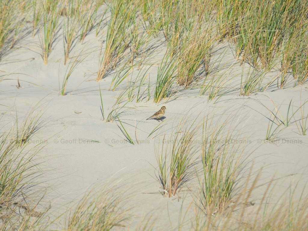 LALO-AH_Lapland-Longspur