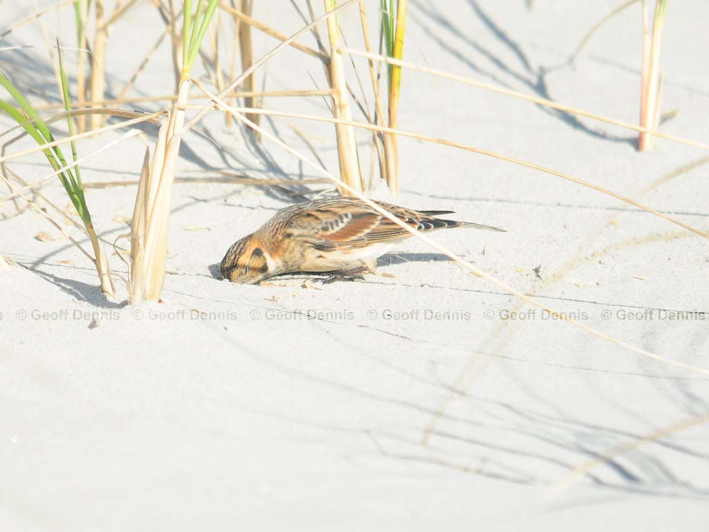 LALO-AI_Lapland-Longspur
