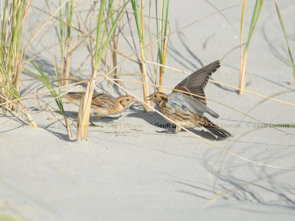 LALO-AJ_Lapland-Longspur