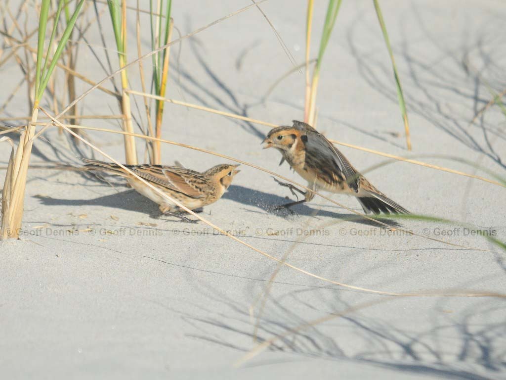 LALO-AK_Lapland-Longspur