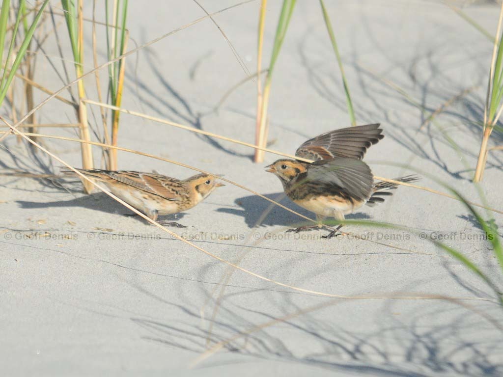 LALO-AL_Lapland-Longspur