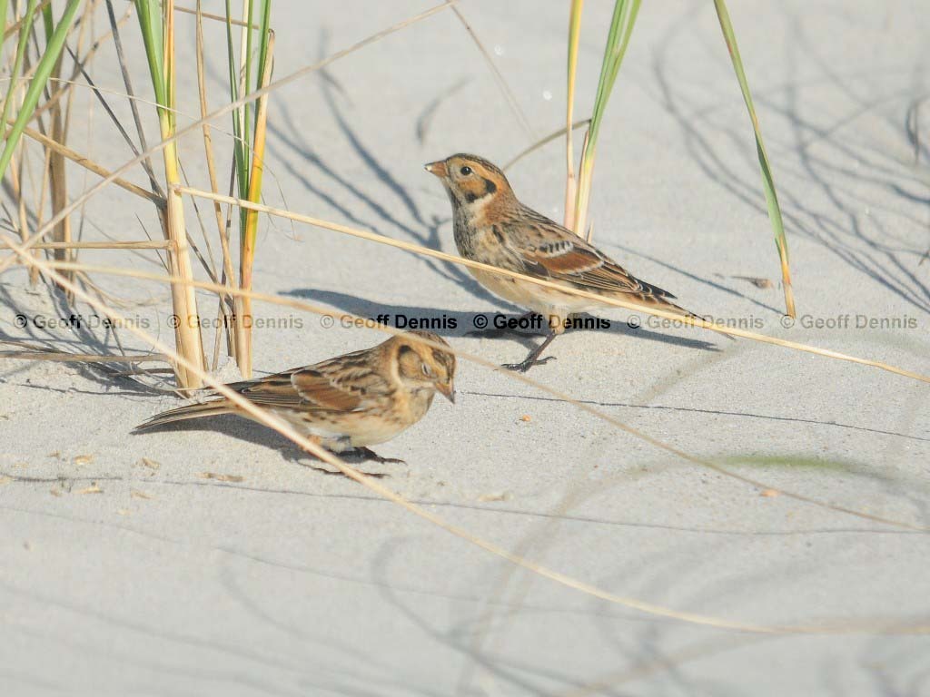 LALO-AM_Lapland-Longspur