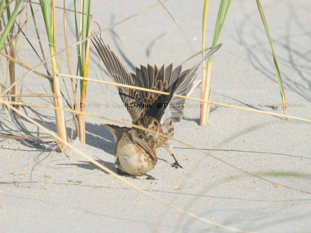 LALO-AN_Lapland-Longspur
