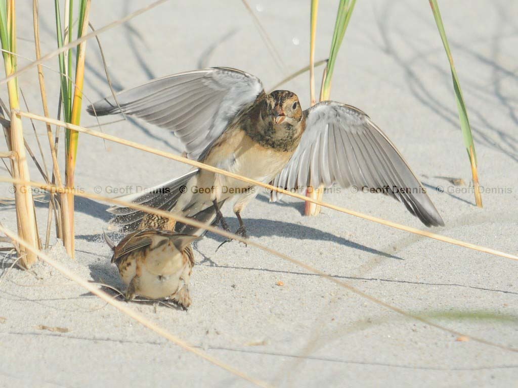 LALO-AO_Lapland-Longspur