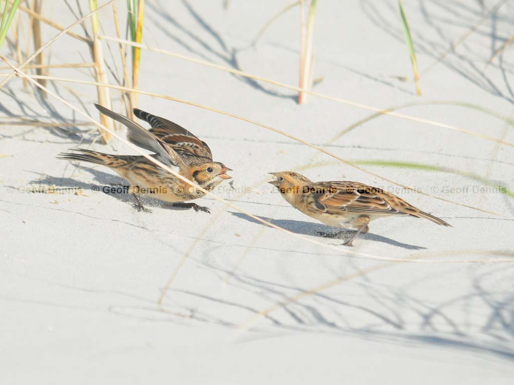 LALO-AP_Lapland-Longspur