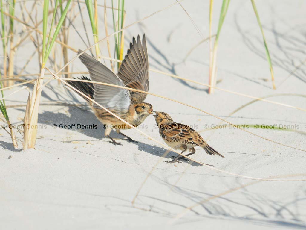 LALO-AQ_Lapland-Longspur