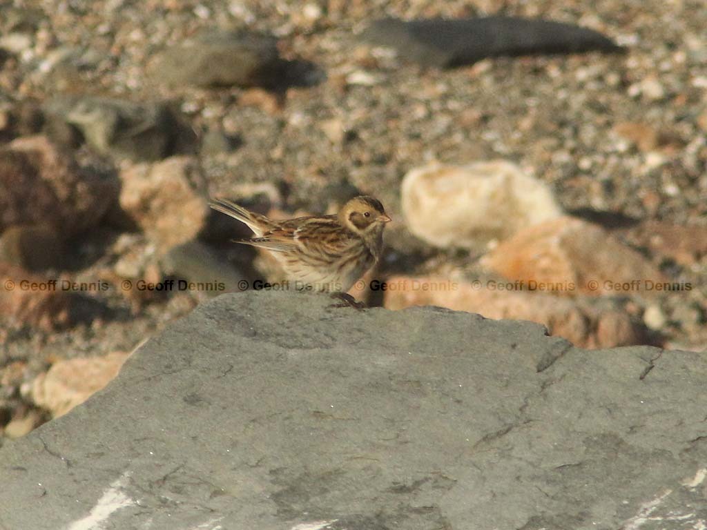 LALO-AR_Lapland-Longspur