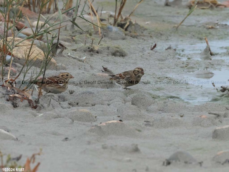 LALO-AS_Lapland-Longspur